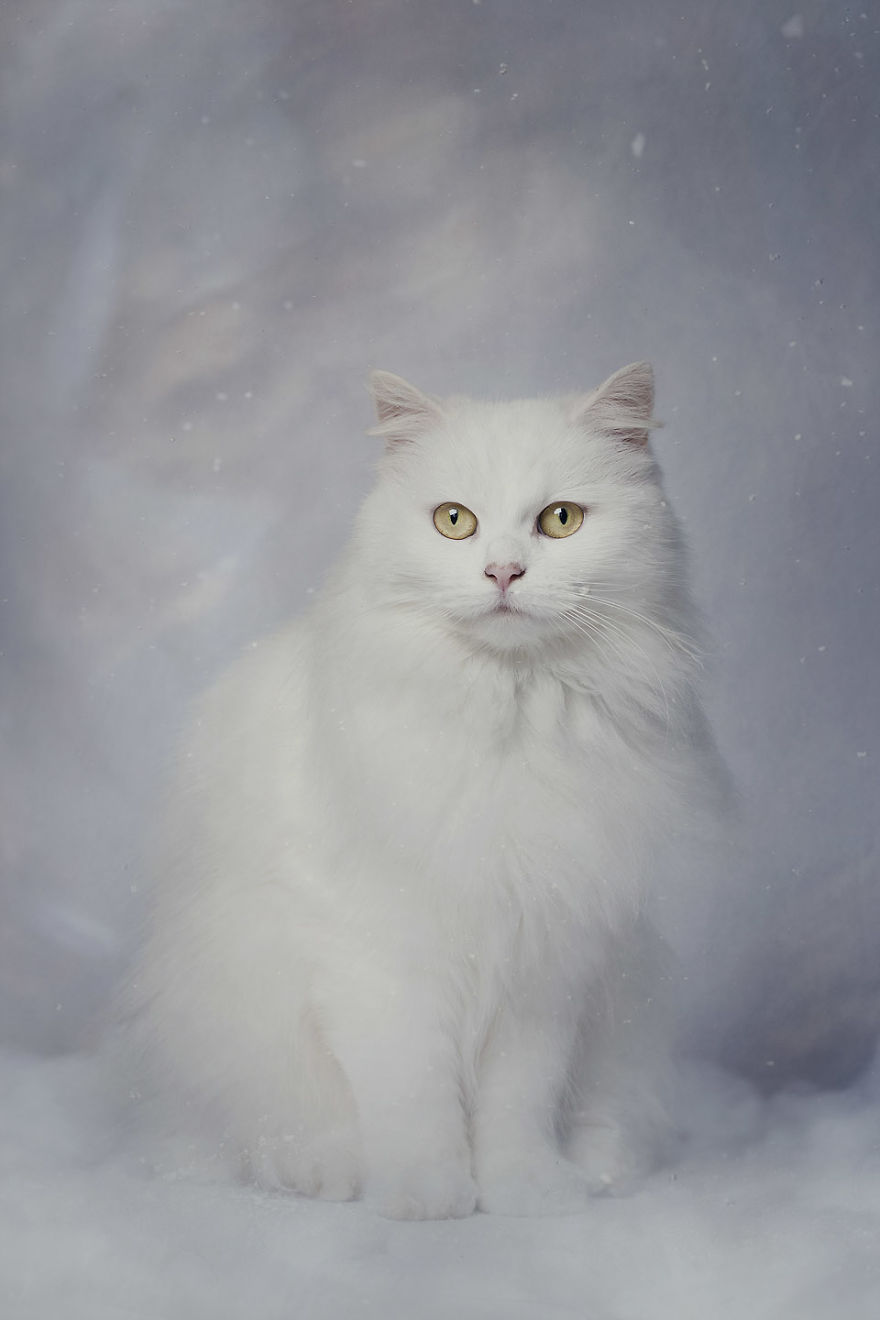 I Made A Career Out Of Annoying Cats