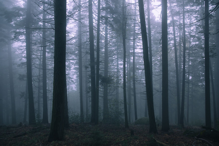 I Drive Around To Find And Photograph Dreamy Foggy Scenes