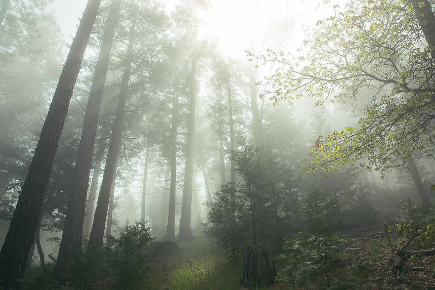 I Drive Around To Find And Photograph Dreamy Foggy Scenes