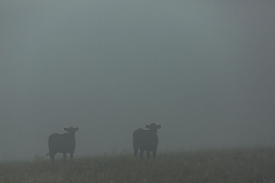 I Drive Around To Find And Photograph Dreamy Foggy Scenes