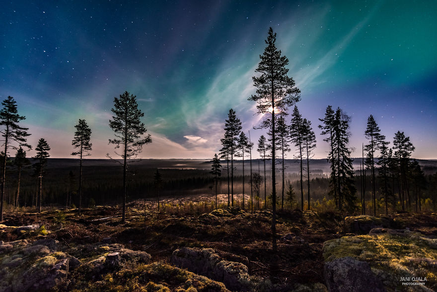 Magical Moment In The Forest