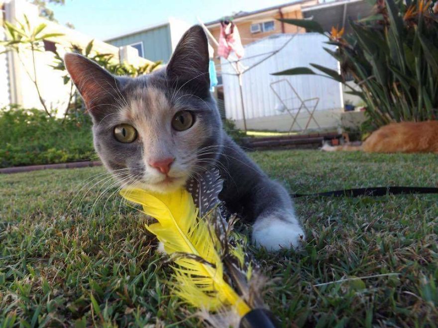 Man Gets Cat Tattoo After Bad Break Up