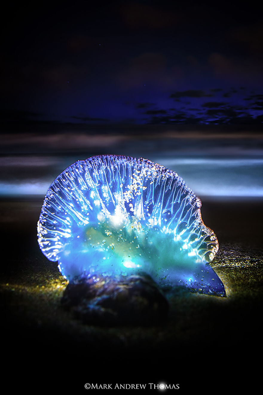 The Inner Beauty Of The Beast The Inner Beauty Of The Beast