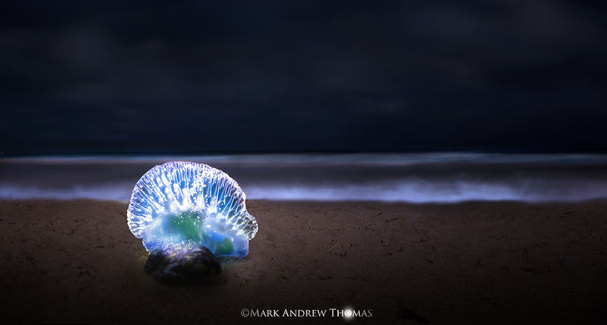 The Inner Beauty Of The Beast The Inner Beauty Of The Beast