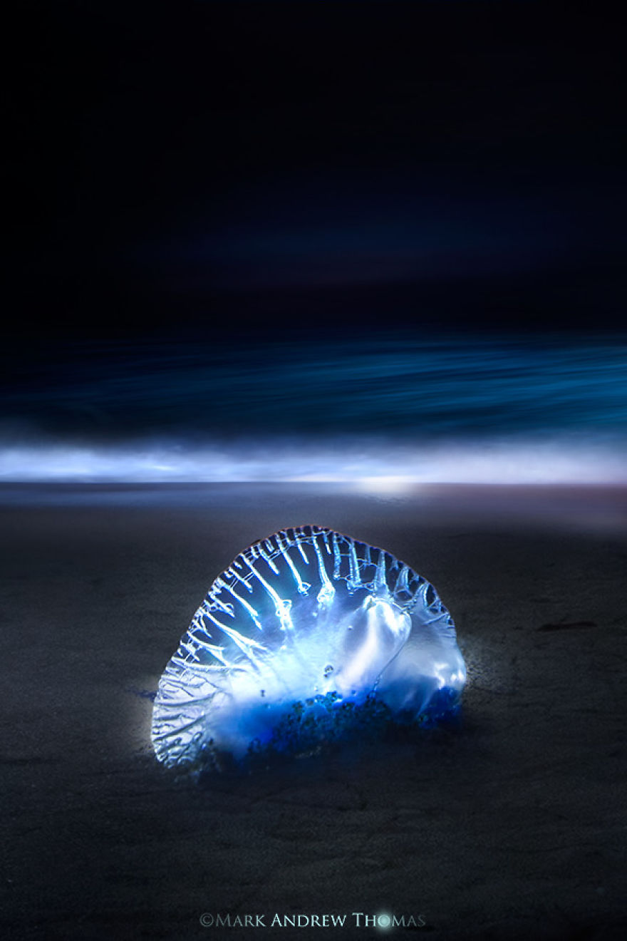 The Inner Beauty Of The Beast The Inner Beauty Of The Beast