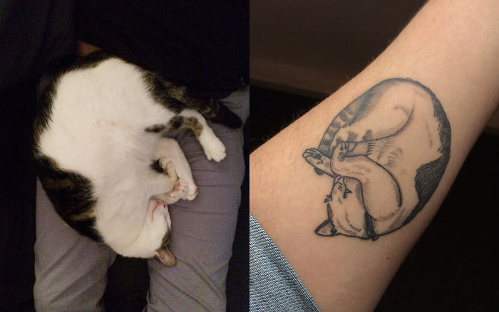 I Will Forever Have My Cat, Maow, Nap In My Arms Thanks To @shapeshift102