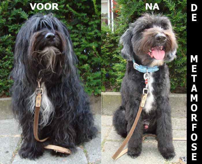 Pooky Losing His Long Hair