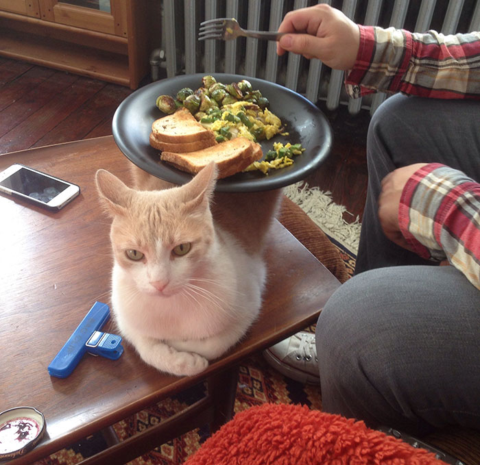 A Great Use For Your Cat