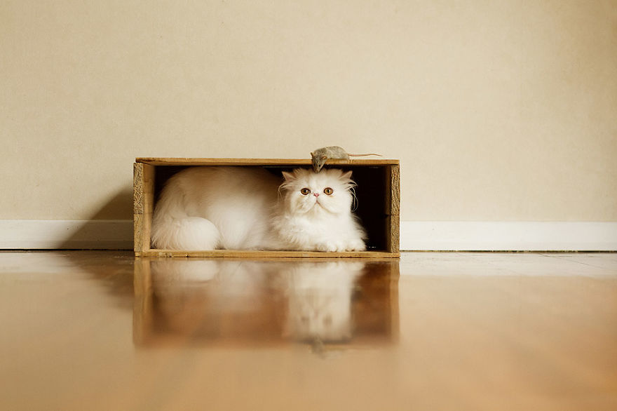 I Made A Career Out Of Annoying Cats