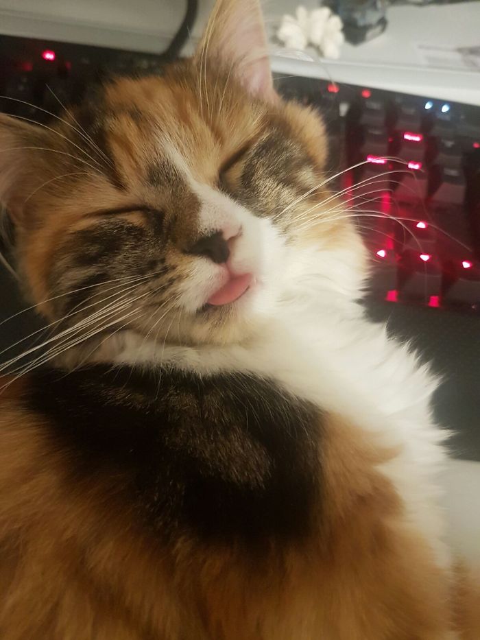 Soo Content! More Cute Pics Like That: Instagram: Ourcatlily