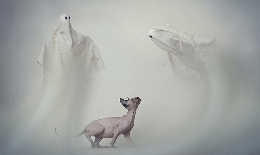 I Made A Career Out Of Annoying Cats