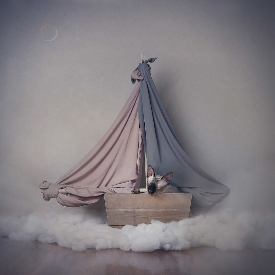 I Made A Career Out Of Annoying Cats