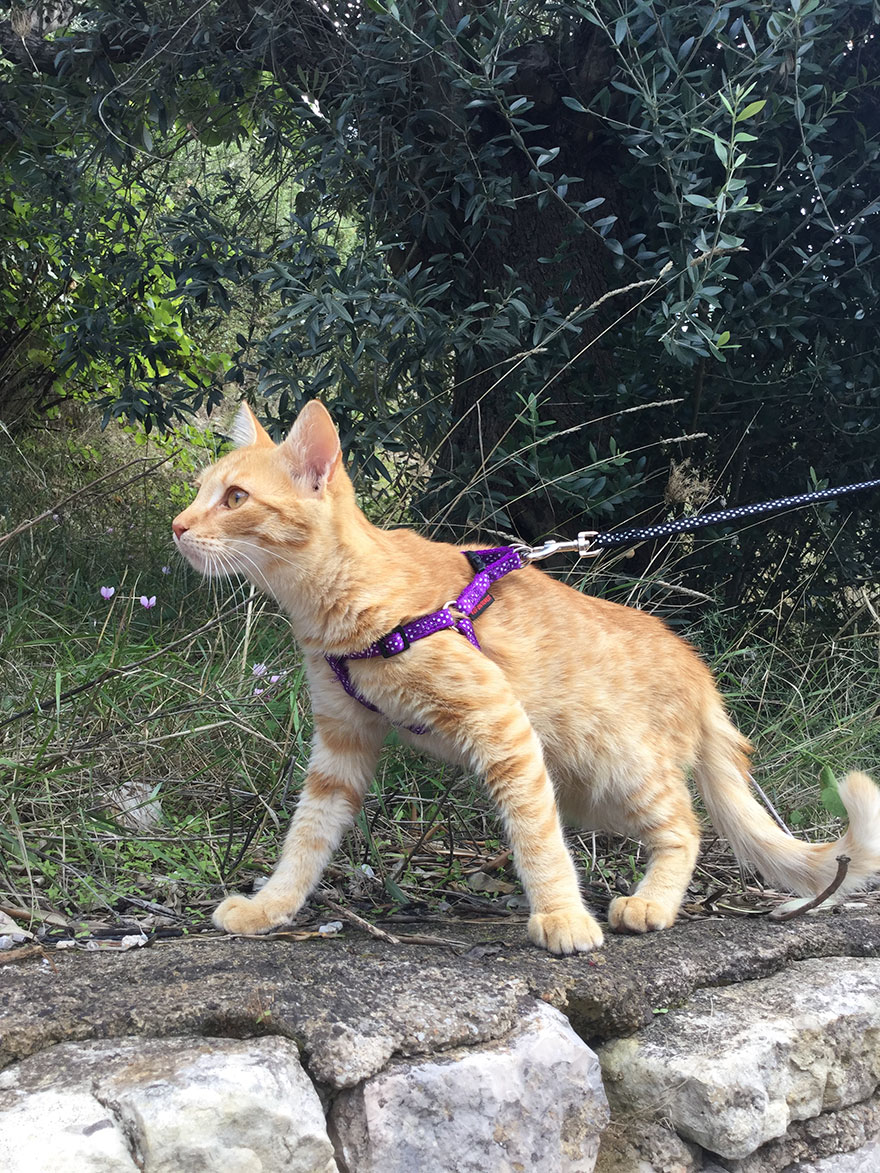 My Amazing Ginger Cat Bastiaan From Greek Beach
