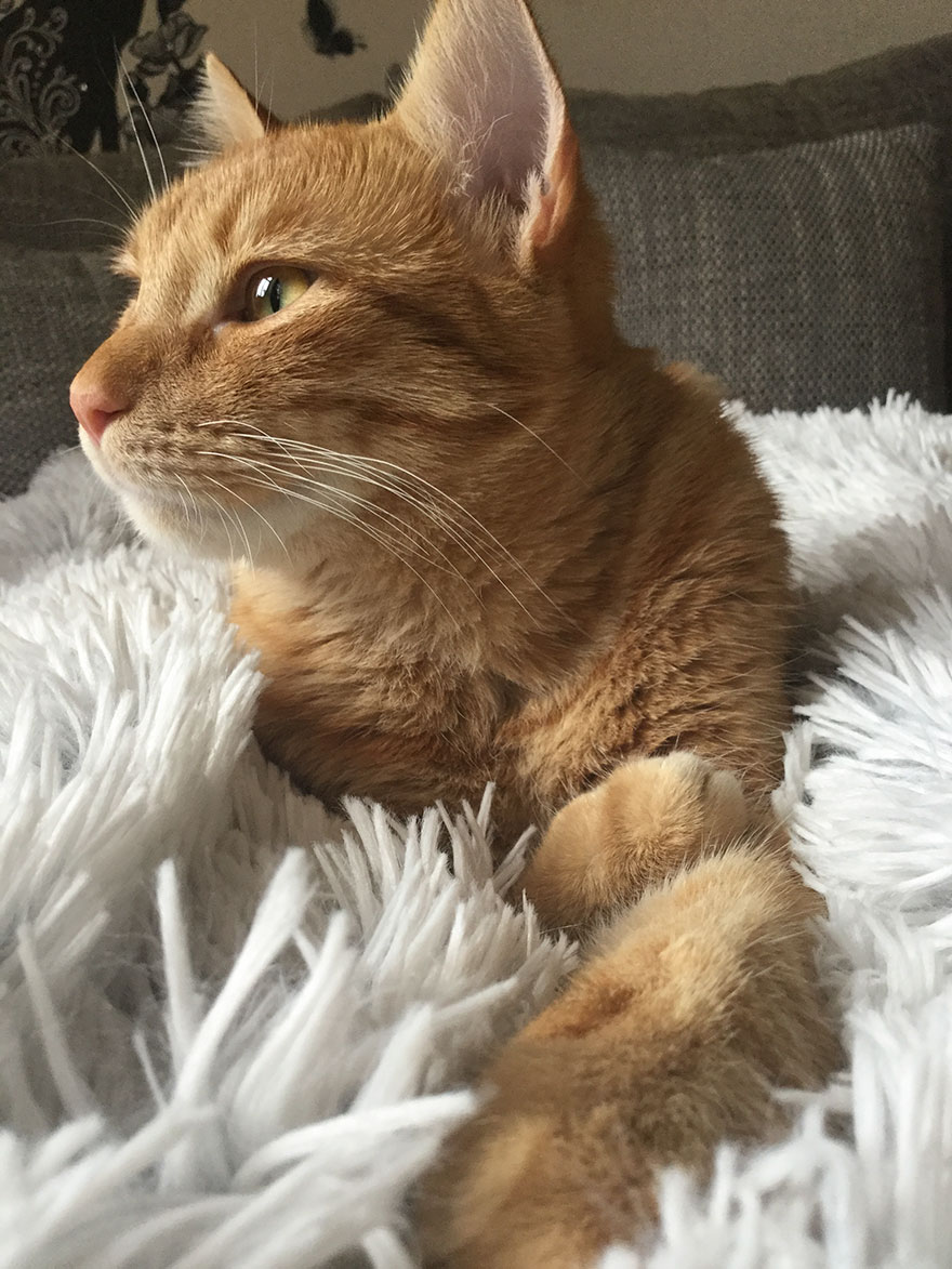 My Amazing Ginger Cat Bastiaan From Greek Beach