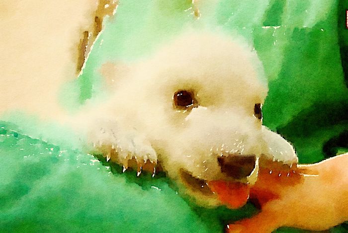 Nora The Polar Bear Watercolor Series