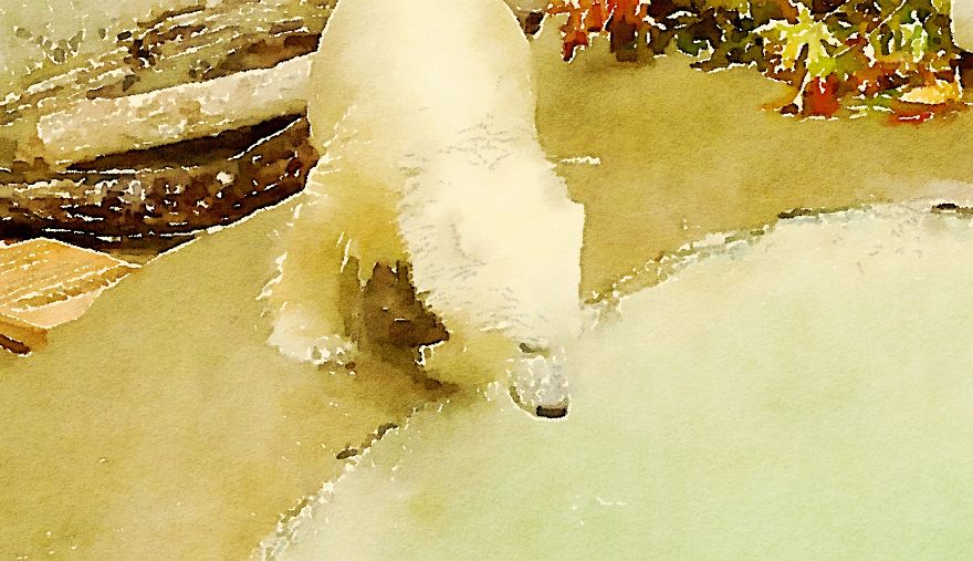 Nora The Polar Bear Watercolor Series Nora The Polar Bear Watercolor Series