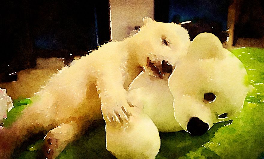 Nora The Polar Bear Watercolor Series Nora The Polar Bear Watercolor Series