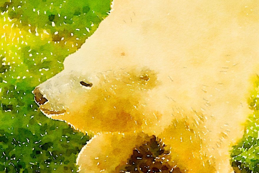 Nora The Polar Bear Watercolor Series Nora The Polar Bear Watercolor Series