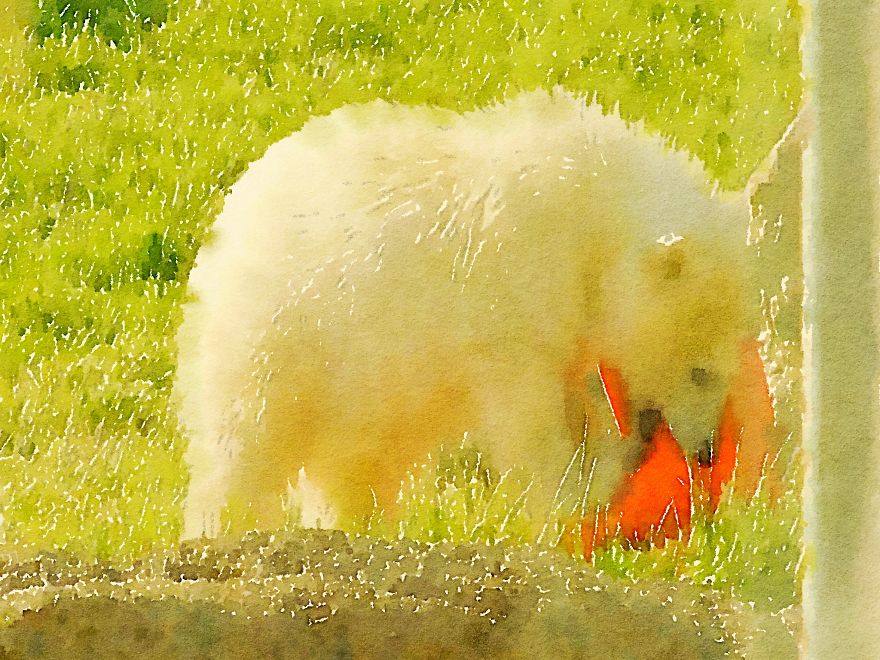 Nora The Polar Bear Watercolor Series Nora The Polar Bear Watercolor Series