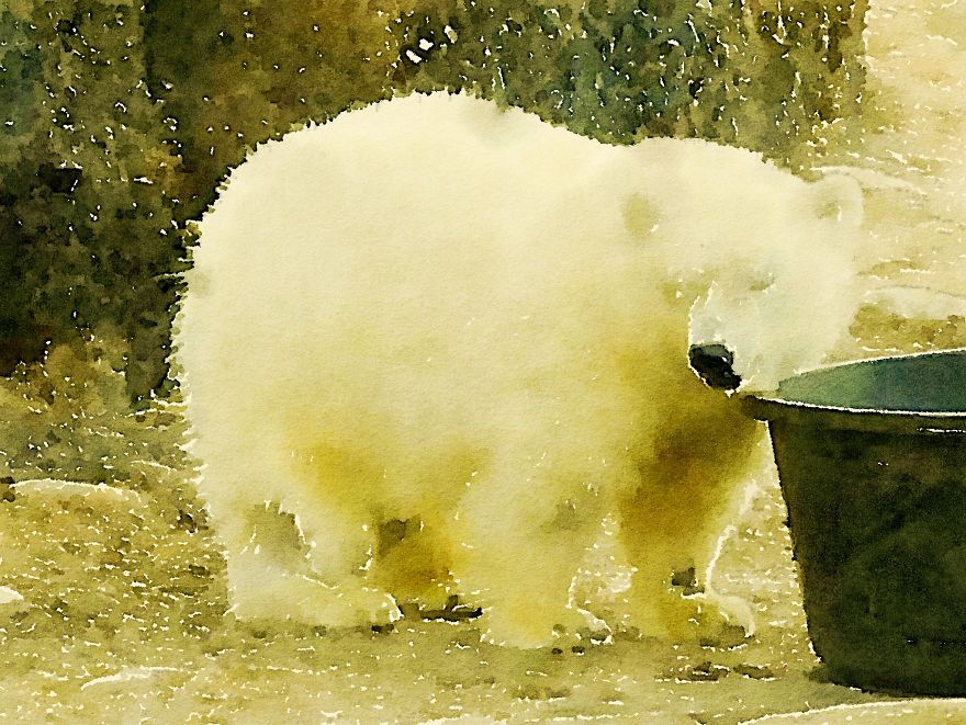 Nora The Polar Bear Watercolor Series Nora The Polar Bear Watercolor Series