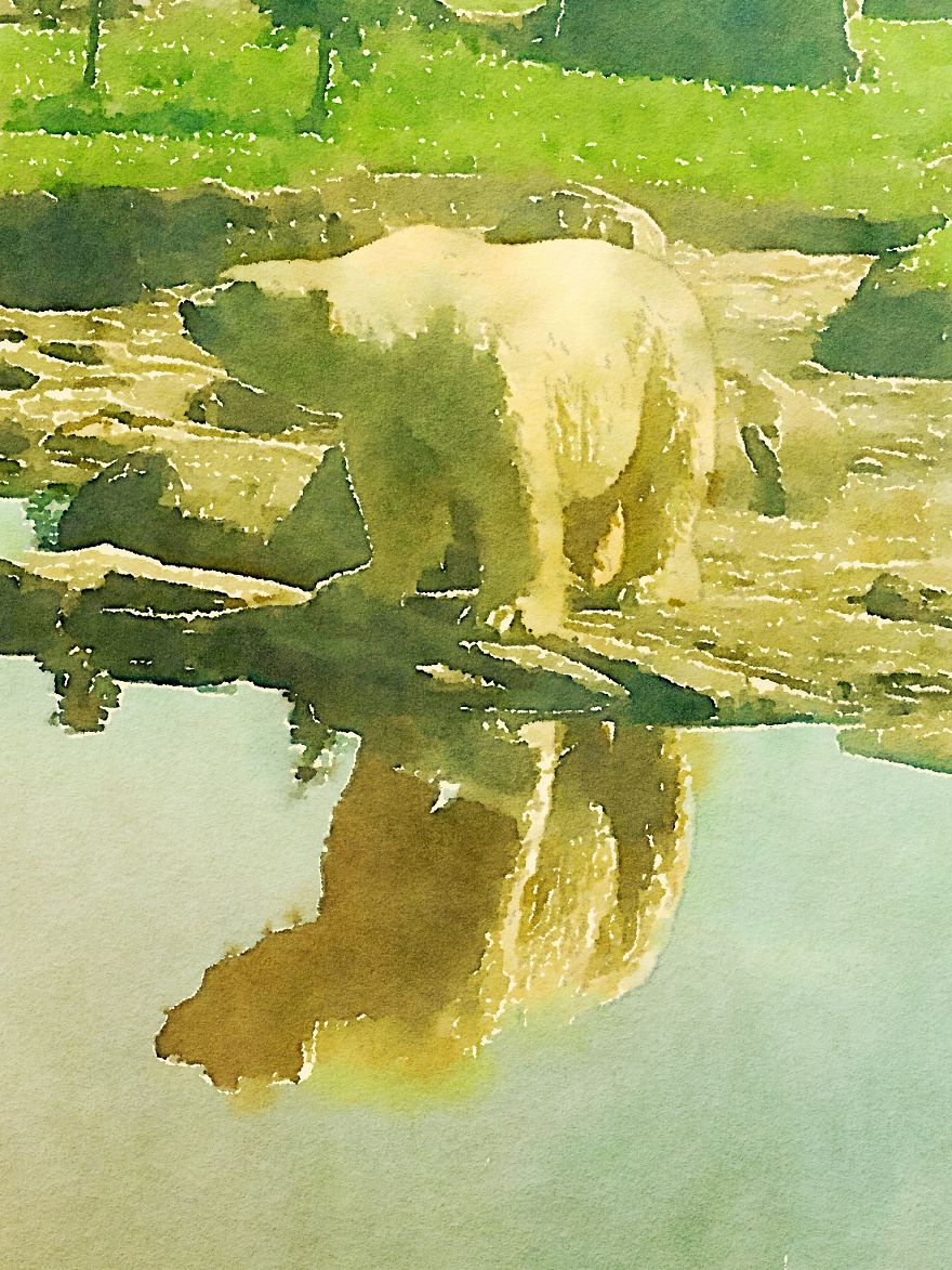 Nora The Polar Bear Watercolor Series