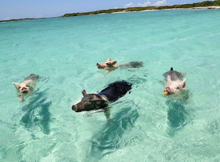 This Is What Really Killed The Famous Swimming Pigs