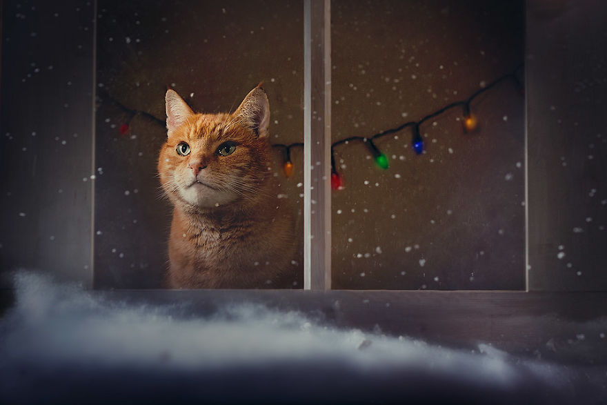 I Made A Career Out Of Annoying Cats