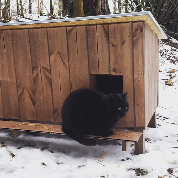 We Built Tiny Houses For Homeless Cats In Riga To Help Them Survive Winter We Built Tiny Houses For Homeless Cats In Riga To Help Them Survive Winter