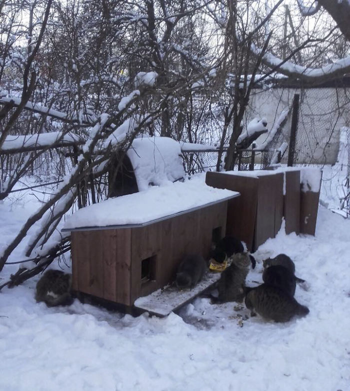 We Built Tiny Houses For Homeless Cats In Riga To Help Them Survive Winter We Built Tiny Houses For Homeless Cats In Riga To Help Them Survive Winter