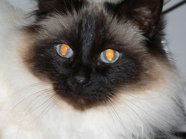 The Fires Of Hell Burn In This Cats Eyes