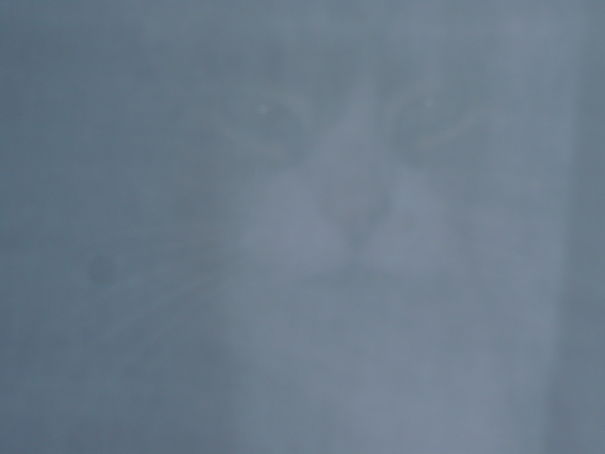 Take A Good Look, I Am Watching You Through The Curtains!