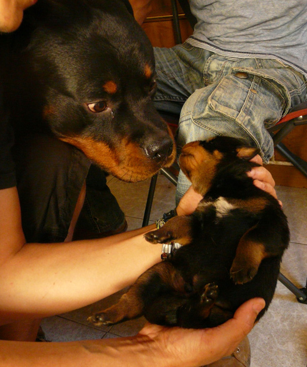 My Dog Seen His Son For First Time