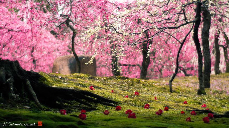 I Captured Plum Bloom In Japan