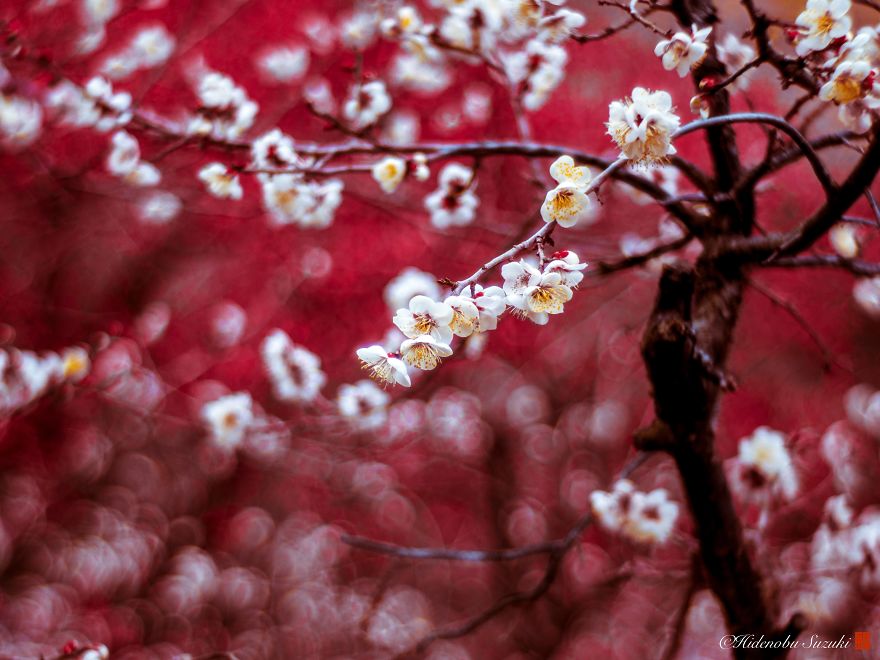 I Captured Plum Bloom In Japan