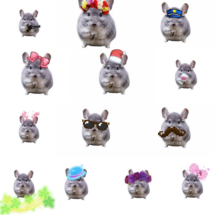 Moods Of Chinchilla