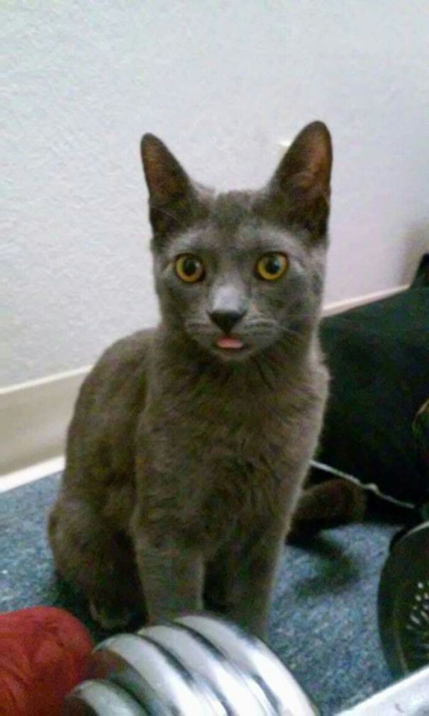 When You Tell Your Cat Not To Do Something And He Mocks You For The First Time Instead Of Behaving