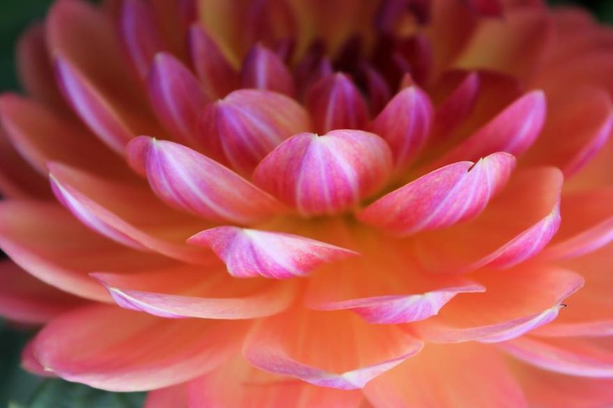 Sunset Dahlia Photography