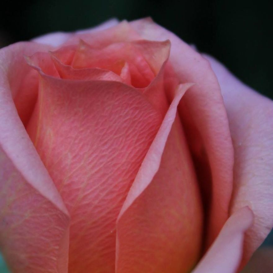 Pink Rose Photography