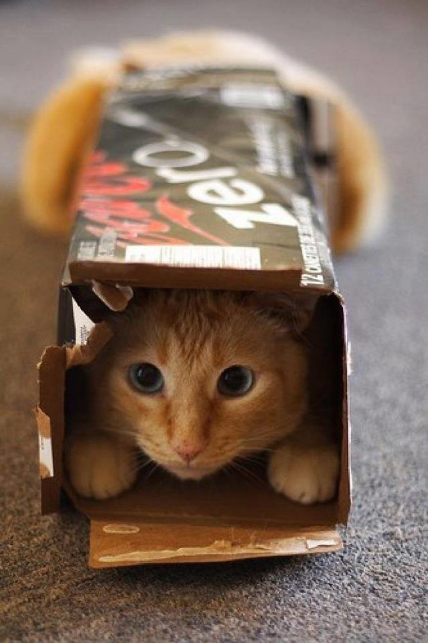 I Don't Know How Cat Feels When They Stuck Somewhere!