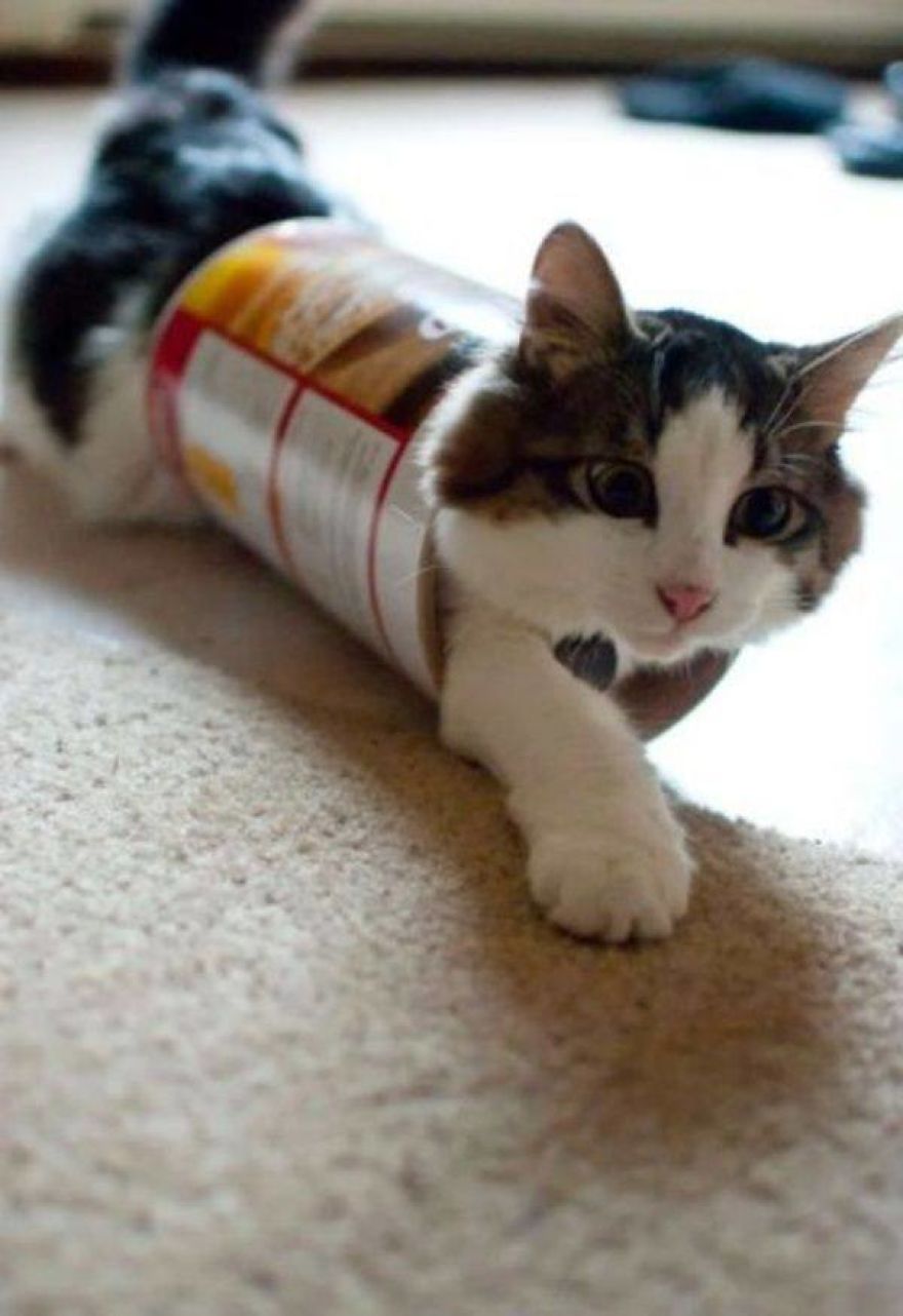 I Don't Know How Cat Feels When They Stuck Somewhere!