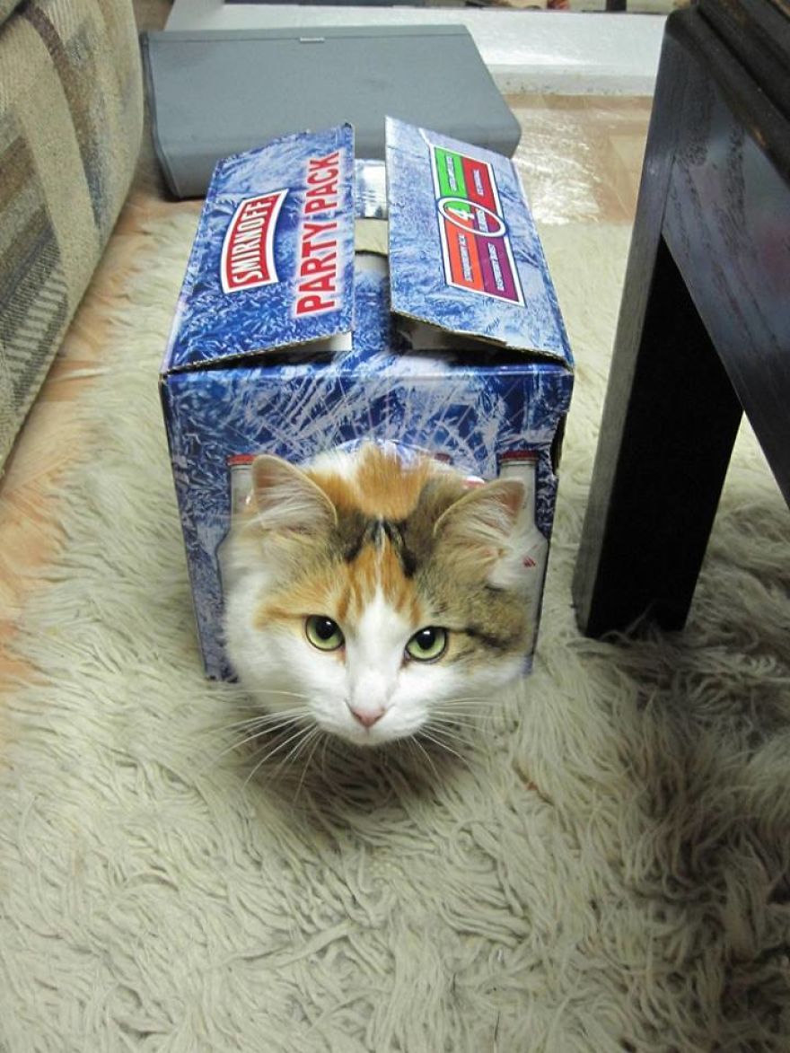 I Don't Know How Cat Feels When They Stuck Somewhere!