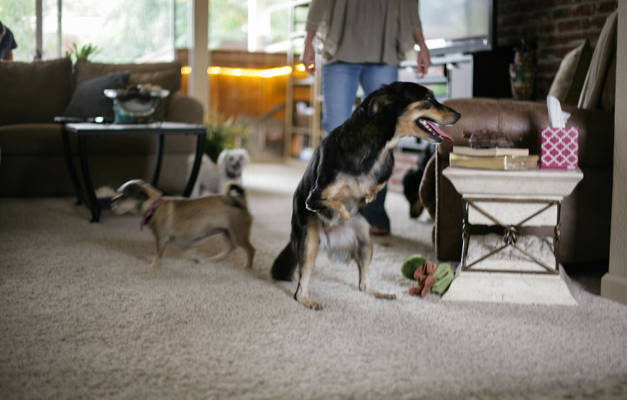 Rejected Dogs Now Have The Best Lives Ever!