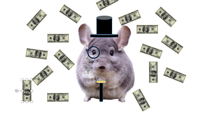 Chinchilla Be Rich$$$$$$$$$$$$$$$$$