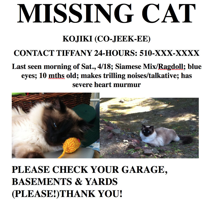 How I Grieved For My Twice-Dead Cat How I Grieved For My Twice-Dead Cat