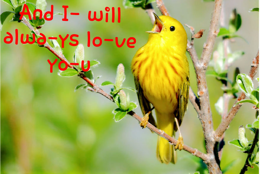 Love Bird