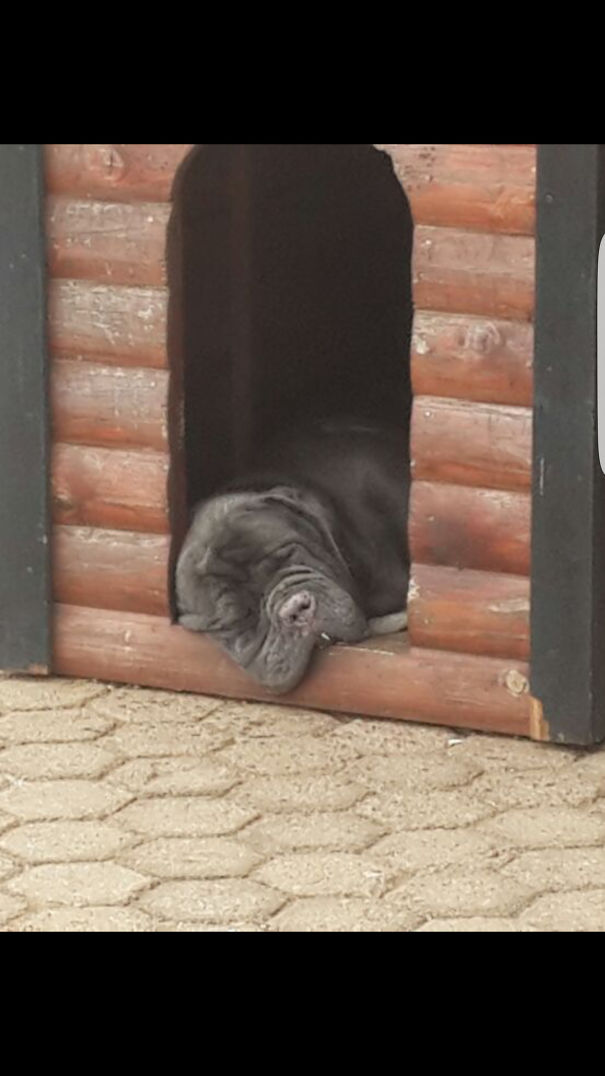 My Doggo Melting Outside, I Miss Him So Much :(