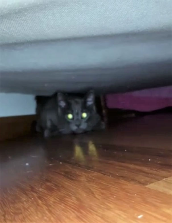 I Originally Wanted To Name Him Lucifer. I Think It Would Suit Him Well.