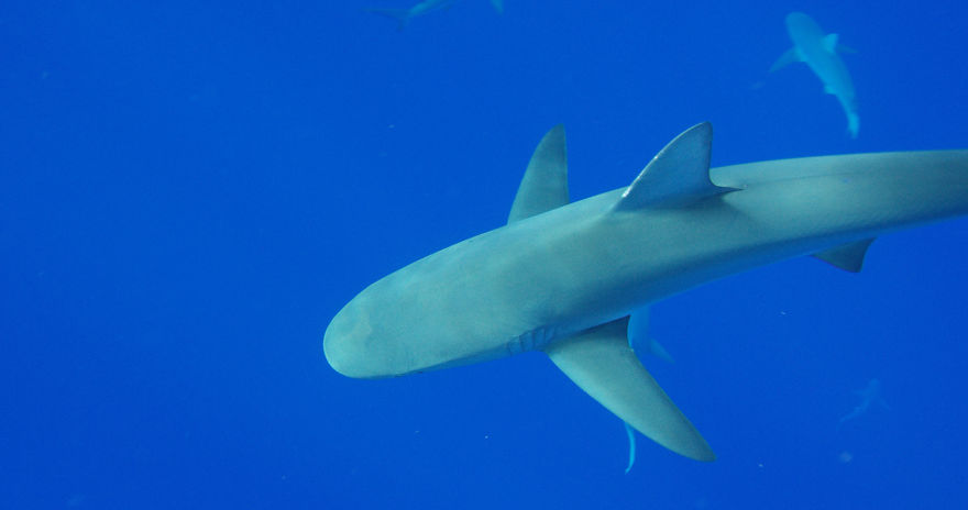 I Filmed For My Documentary "She Is The Ocean" Amazing Story Of "Shark Whisperer" Ocean Ramsey - Woman Who Swim With The Sharks Around The World And Helping To Save Them. I Filmed For My Documentary "She Is The Ocean" Amazing Story Of "Shark Whisperer" Ocean Ramsey - Woman Who Swim With The Sharks Around The World And Helping To Save Them.