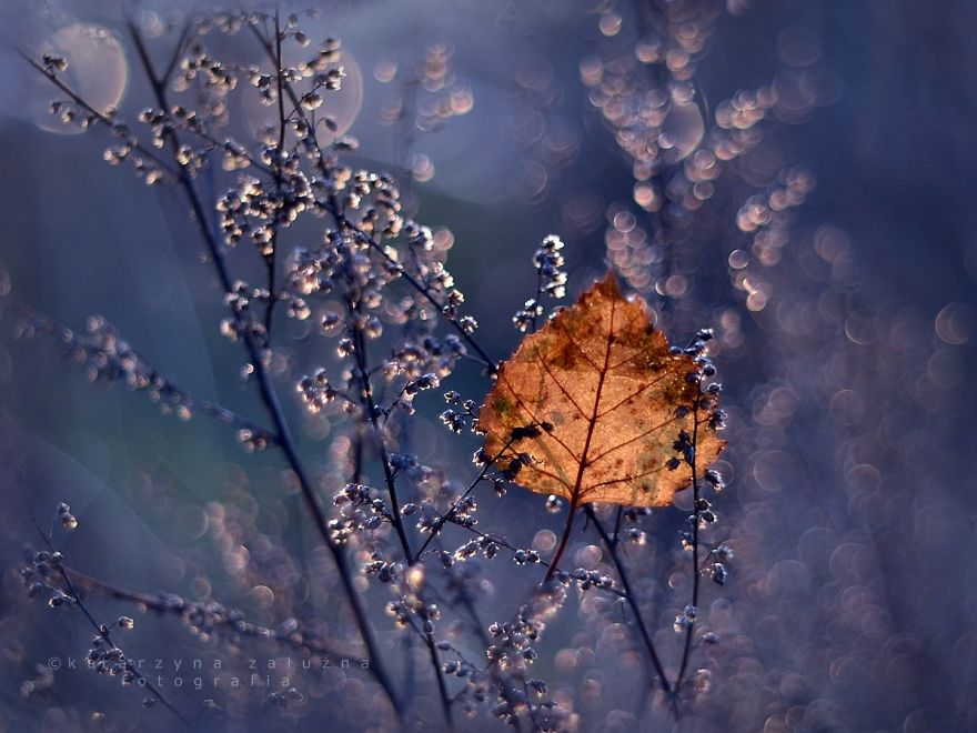 Brown And Ultramarine