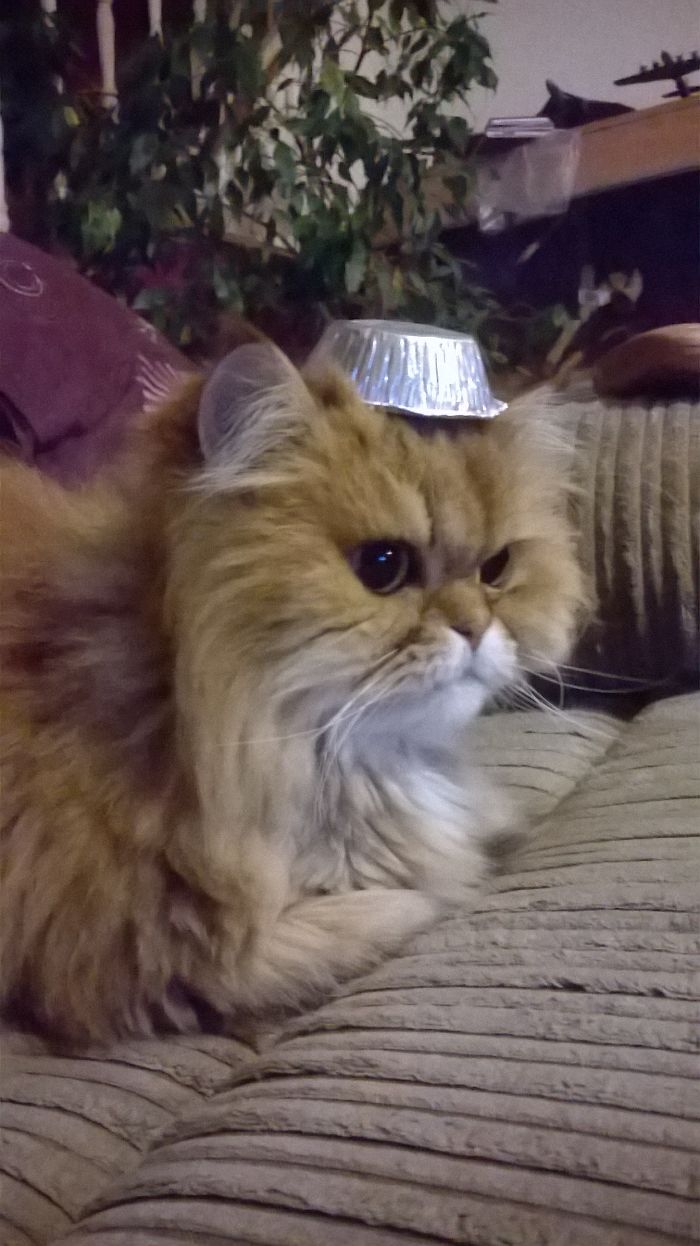 I've Got My Tin Foil Hat On.